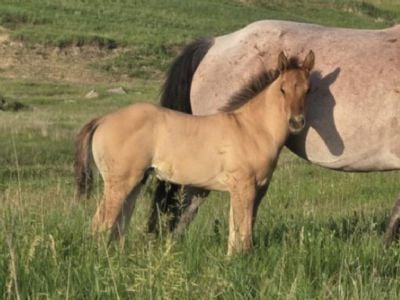The Shire Topsail JW <BR>AQHA Pending